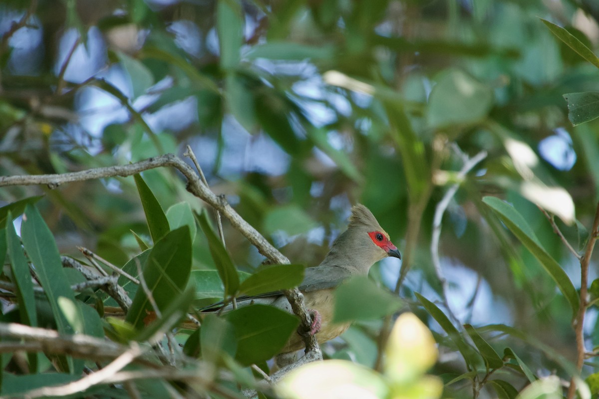 Red-faced Mousebird - ML641327383