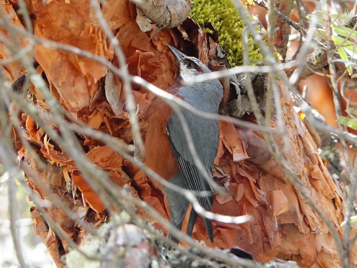 Giant Conebill - ML641327401