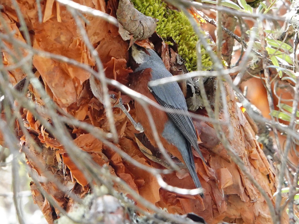 Giant Conebill - ML641327403