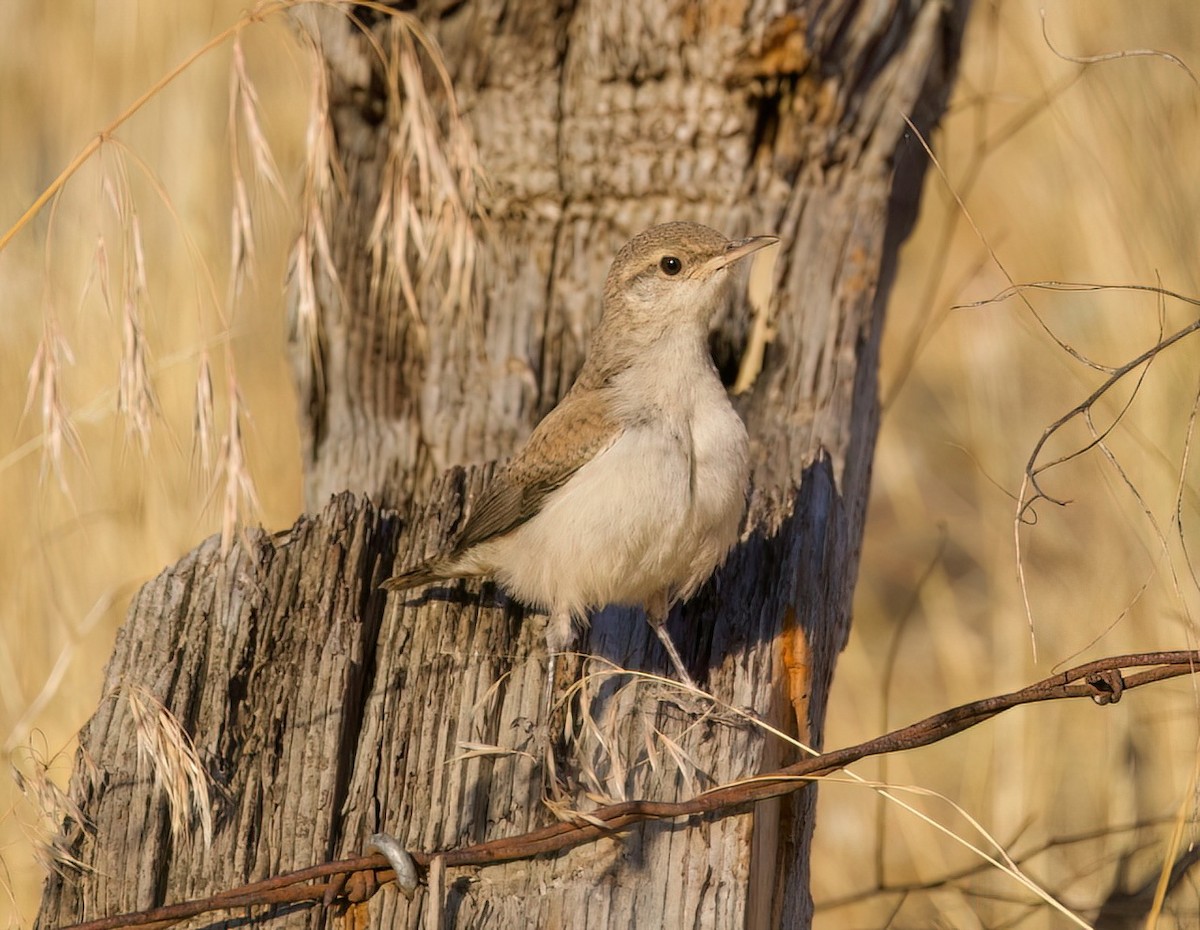 Rock Wren - ML641327430