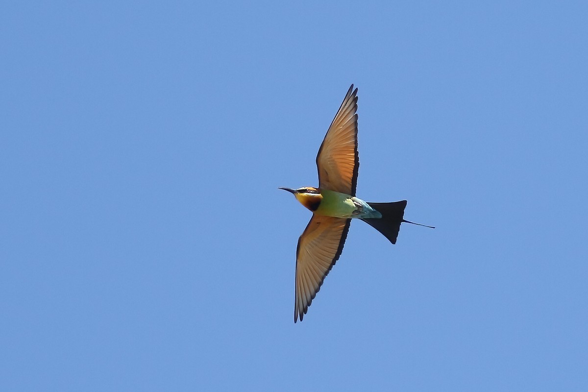 Rainbow Bee-eater - ML641327451