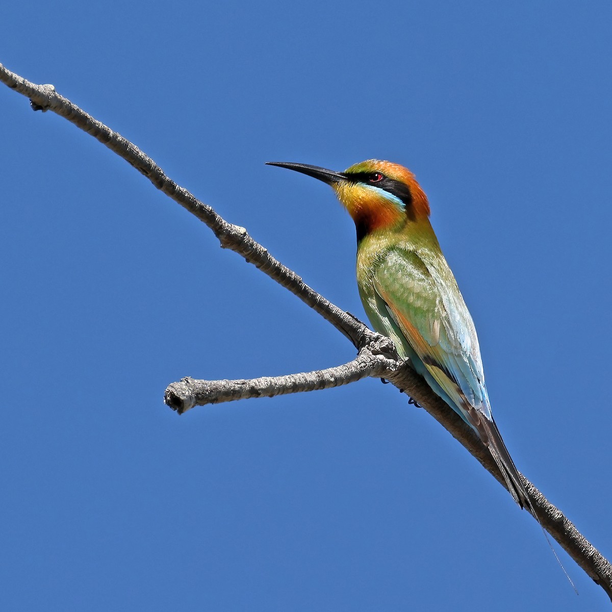 Rainbow Bee-eater - ML641327453