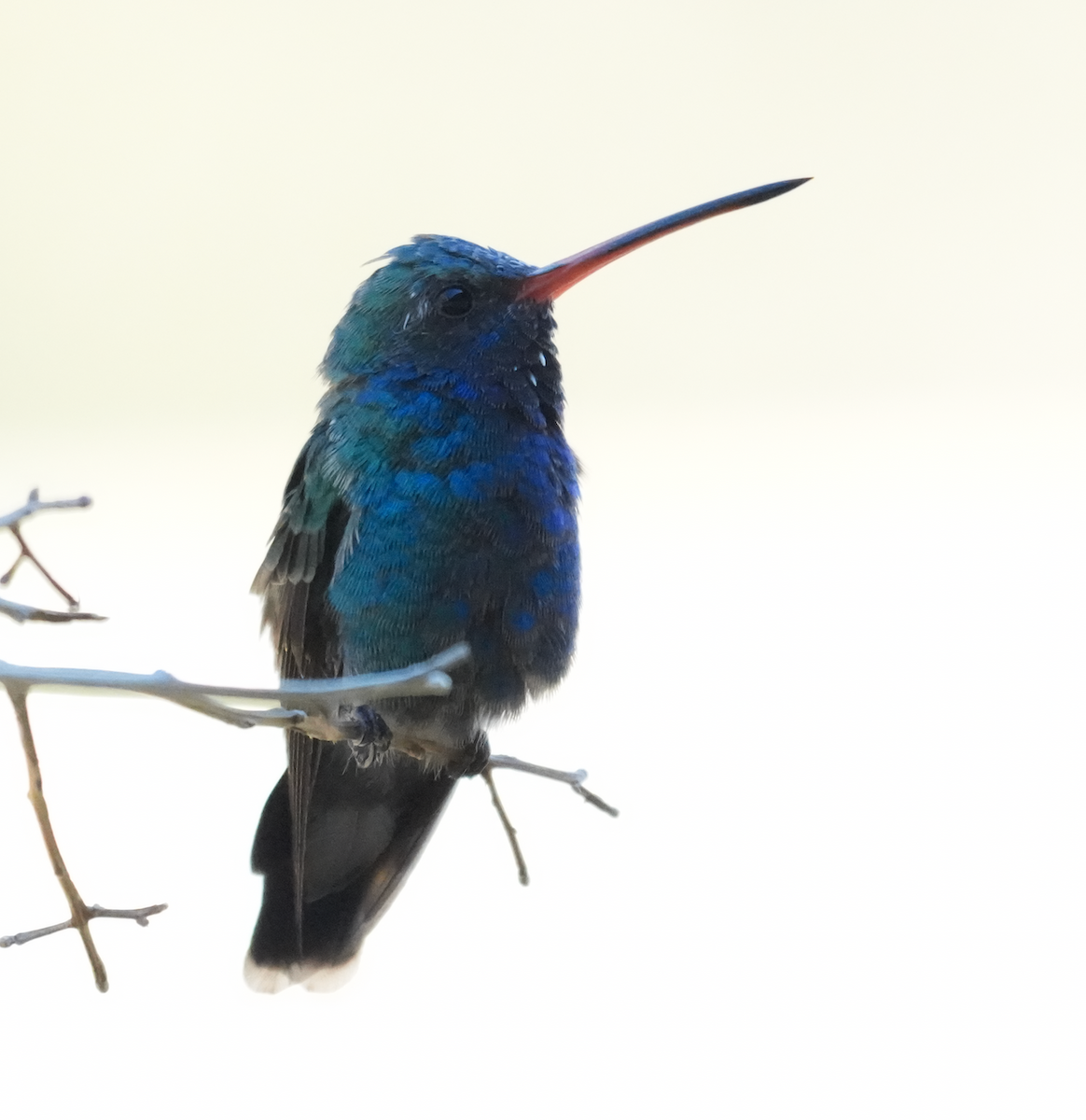Colibri circé - ML641327464