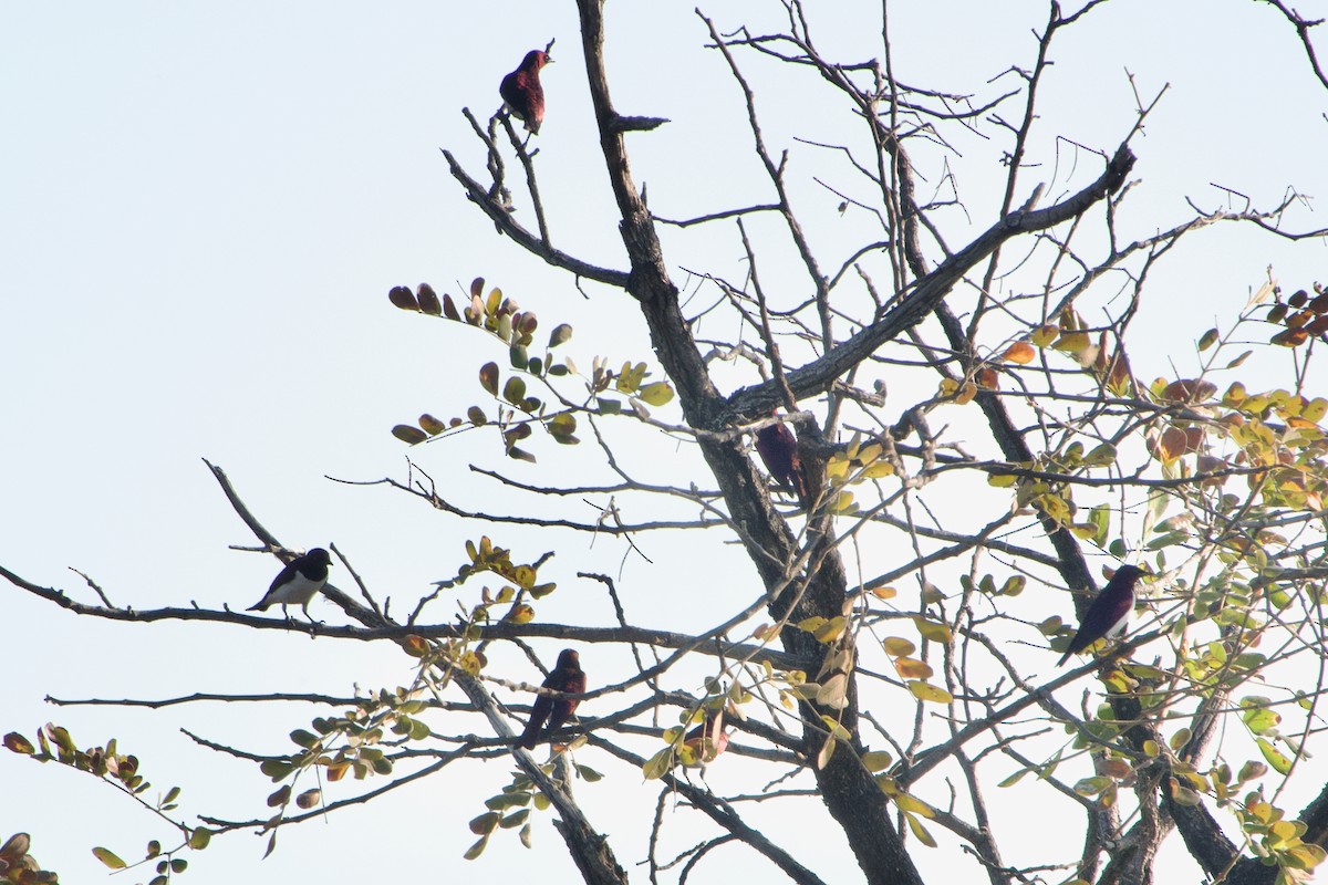 Violet-backed Starling - ML641327466