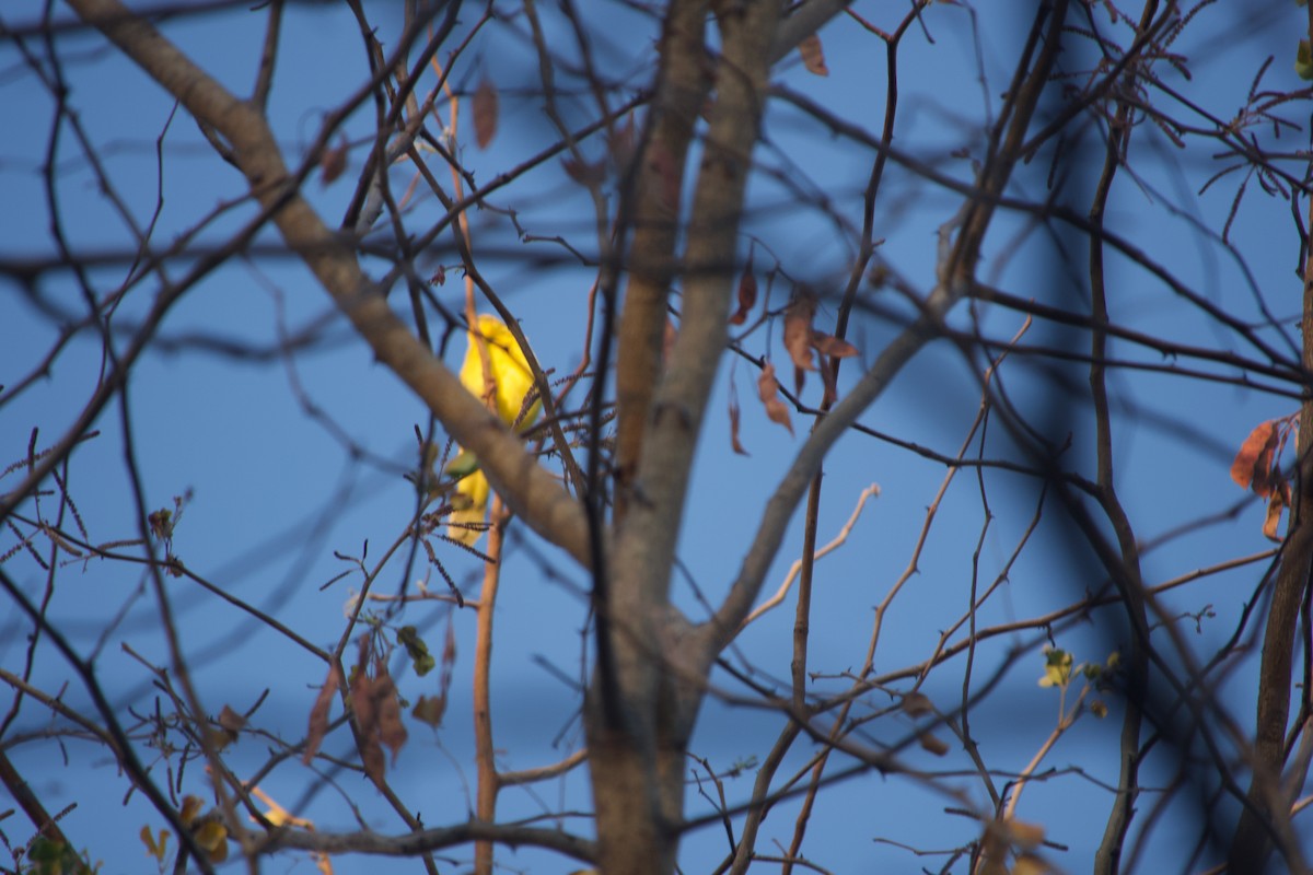 Holub's Golden-Weaver - ML641327476