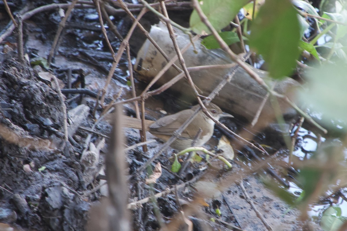 Terrestrial Brownbul - ML641327477