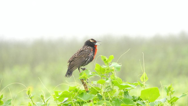 Peruvian Meadowlark - ML641327481