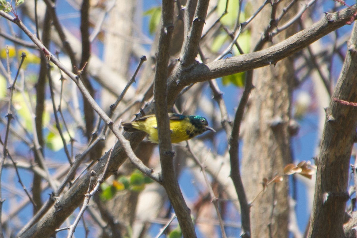 Collared Sunbird - ML641327505