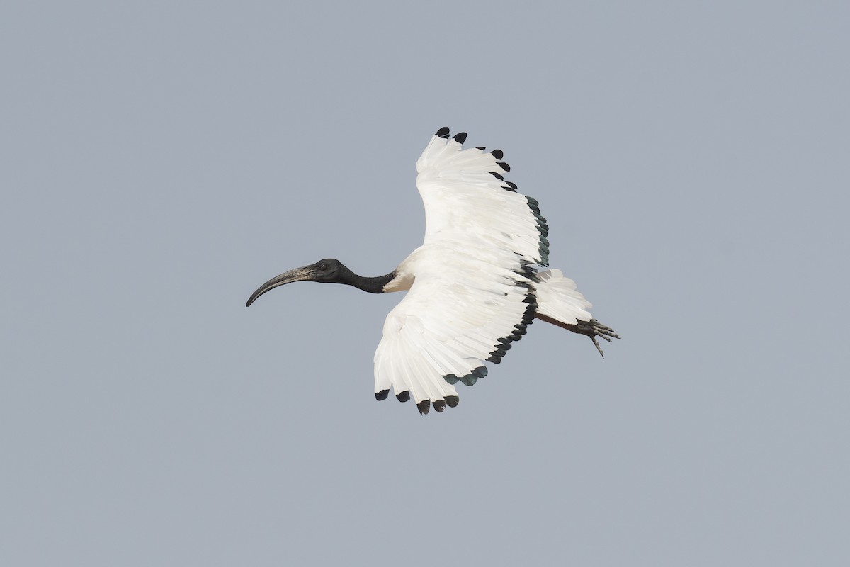 Ibis sakratua - ML641327506
