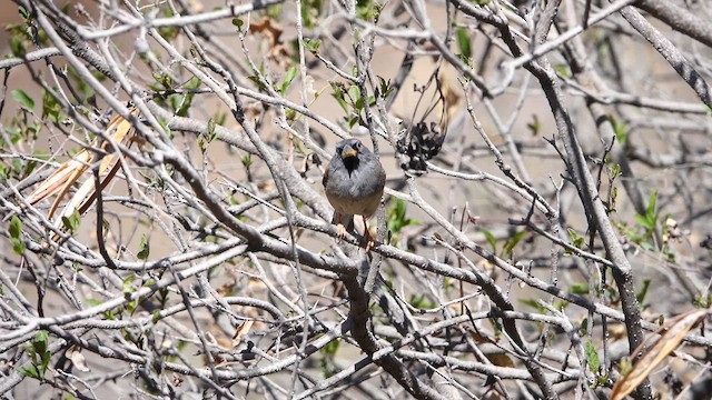 Great Inca-Finch - ML641327529