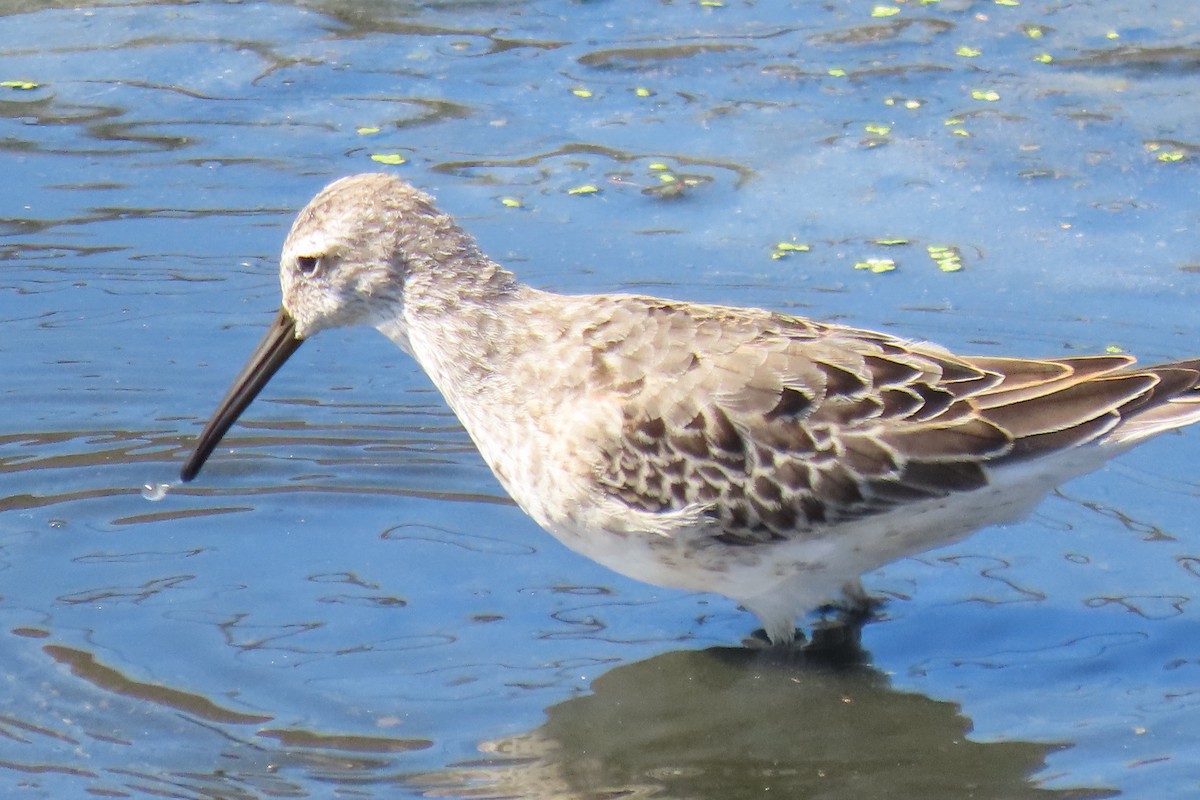 Stilt Sandpiper - ML641327562