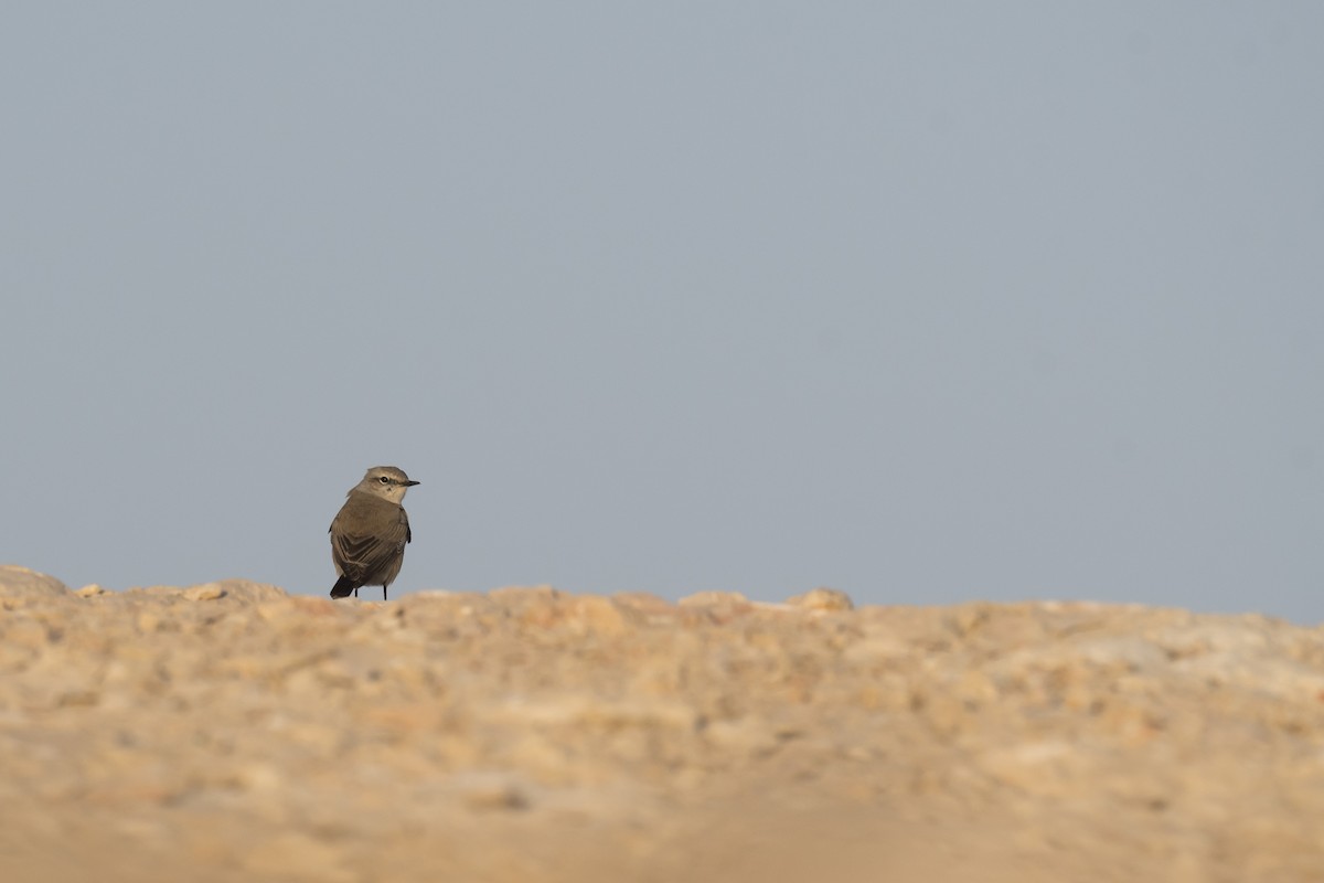 Persian Wheatear - ML641327578