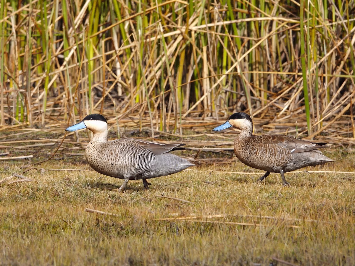 Puna Teal - ML641327592