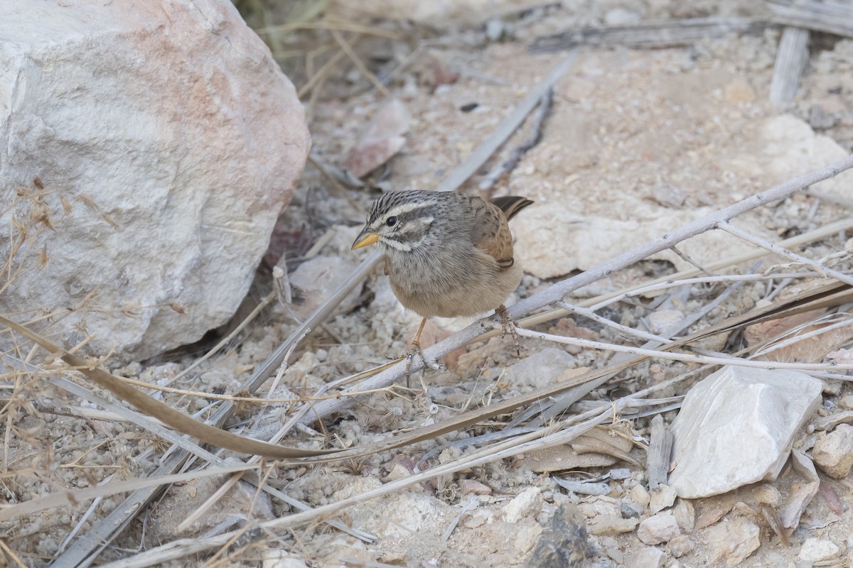 Striolated Bunting - ML641327603