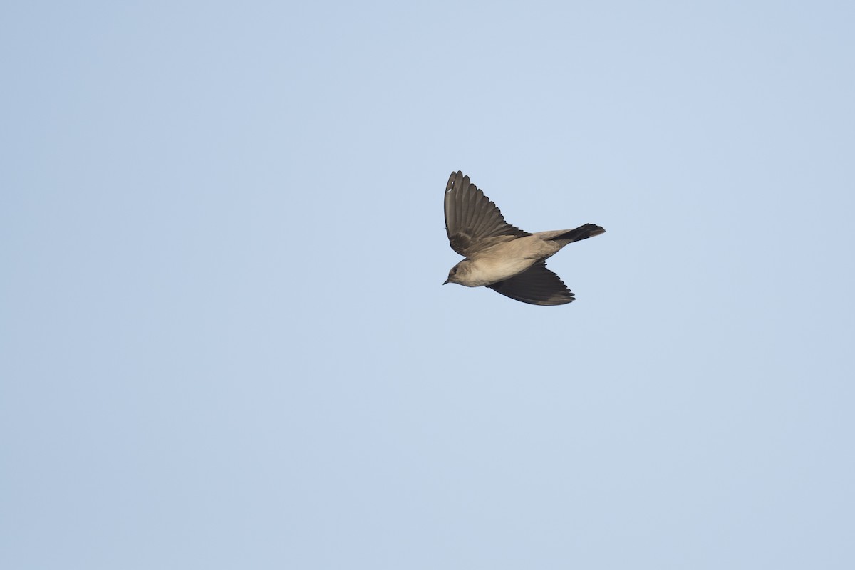 Pale Crag-Martin - ML641327619