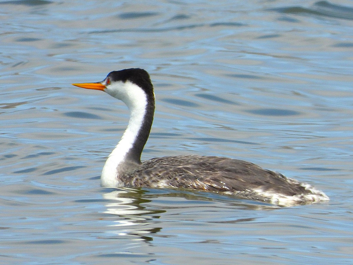 Clark's Grebe - ML641327622