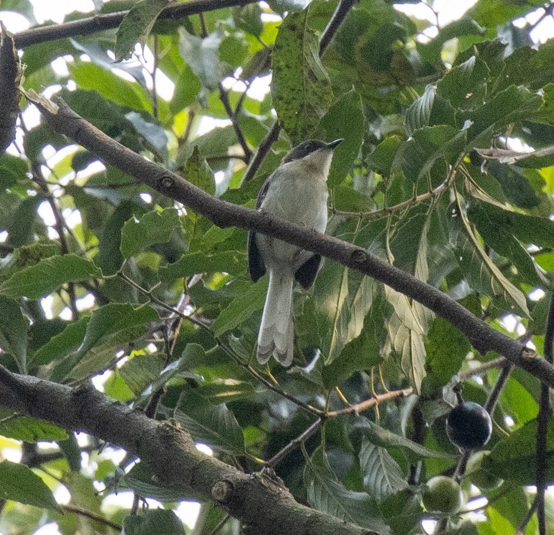Buff-throated Apalis (Buff-throated) - ML641327628