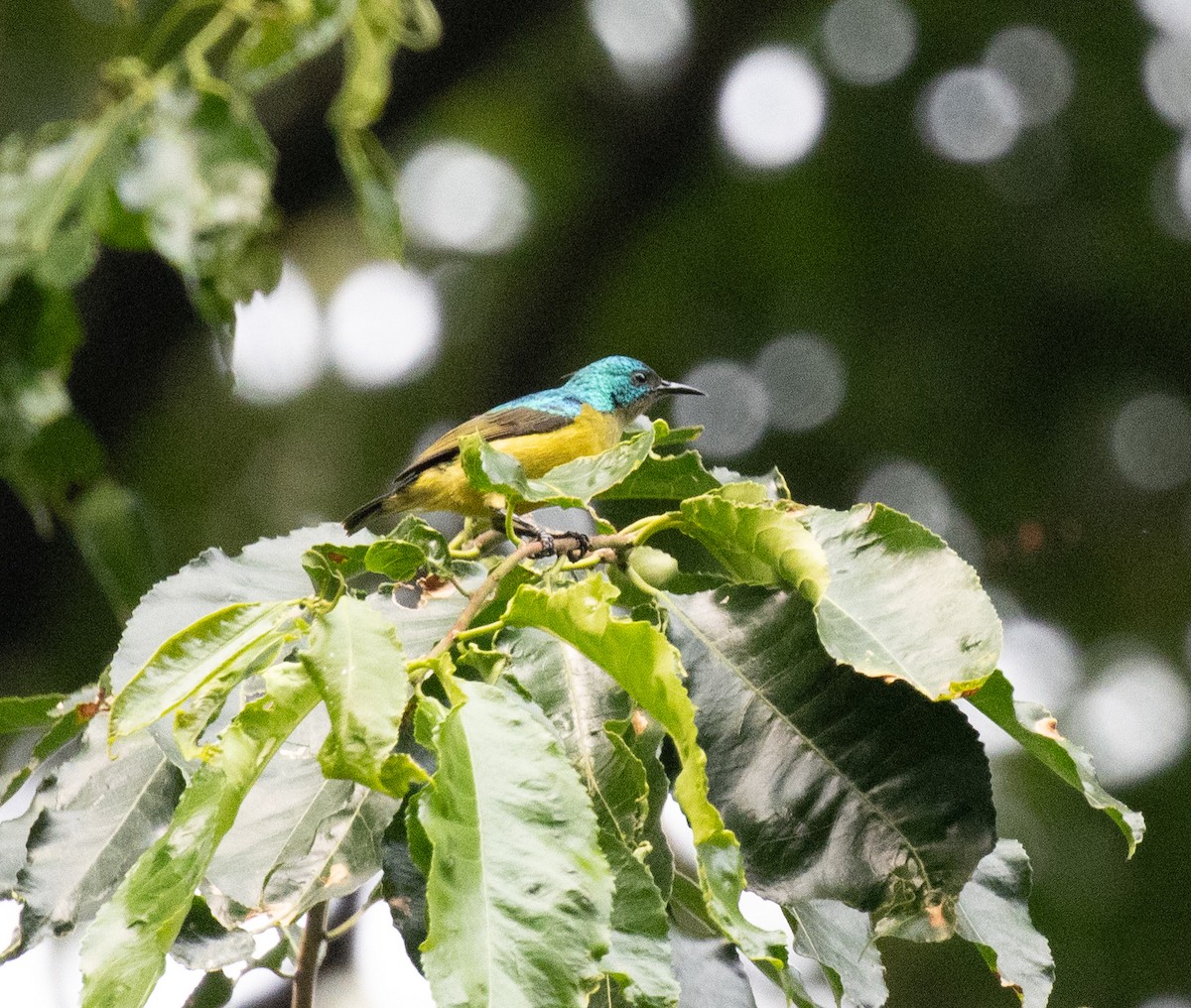 Collared Sunbird - ML641327629