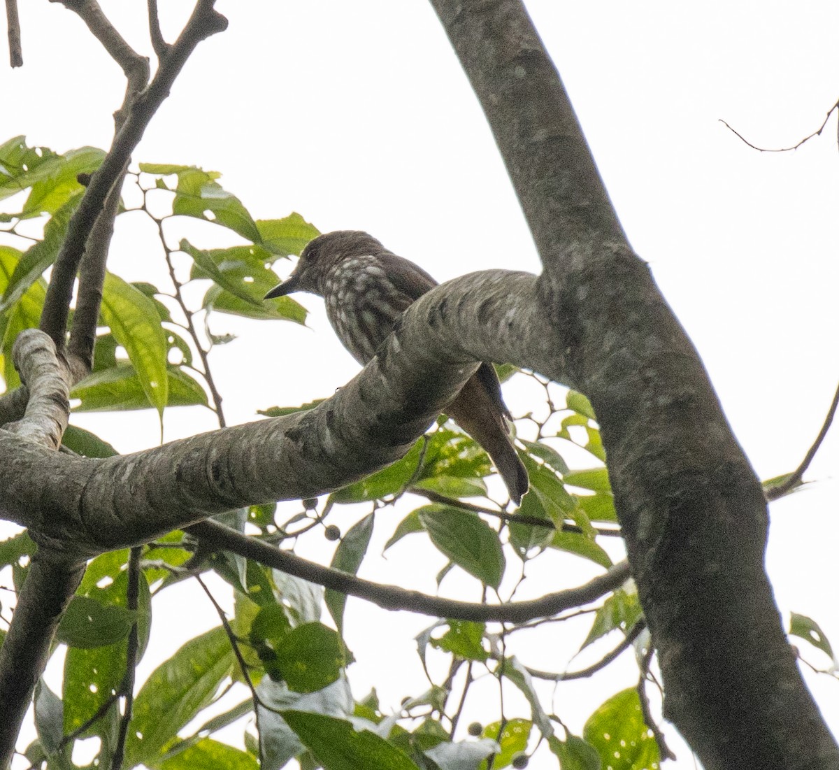 African Shrike-flycatcher - ML641327644