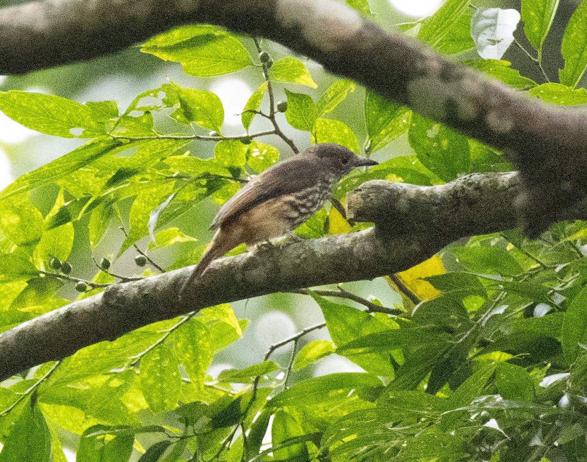 African Shrike-flycatcher - ML641327645