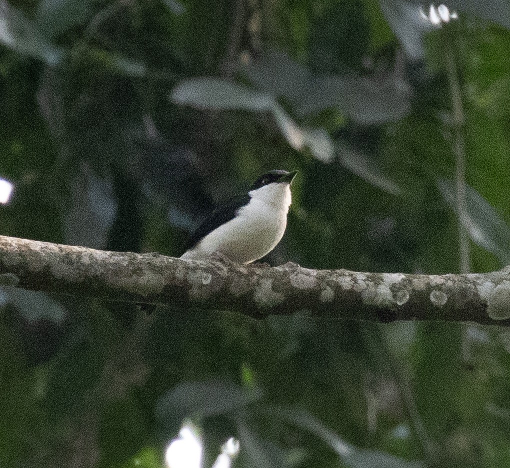 African Shrike-flycatcher - ML641327646