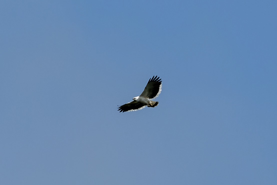 Beyaz Şahin - ML641327662