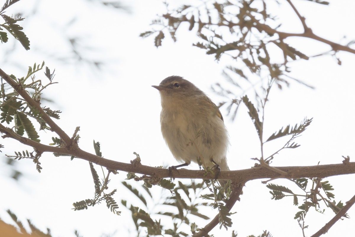 Plain Leaf Warbler - ML641327669