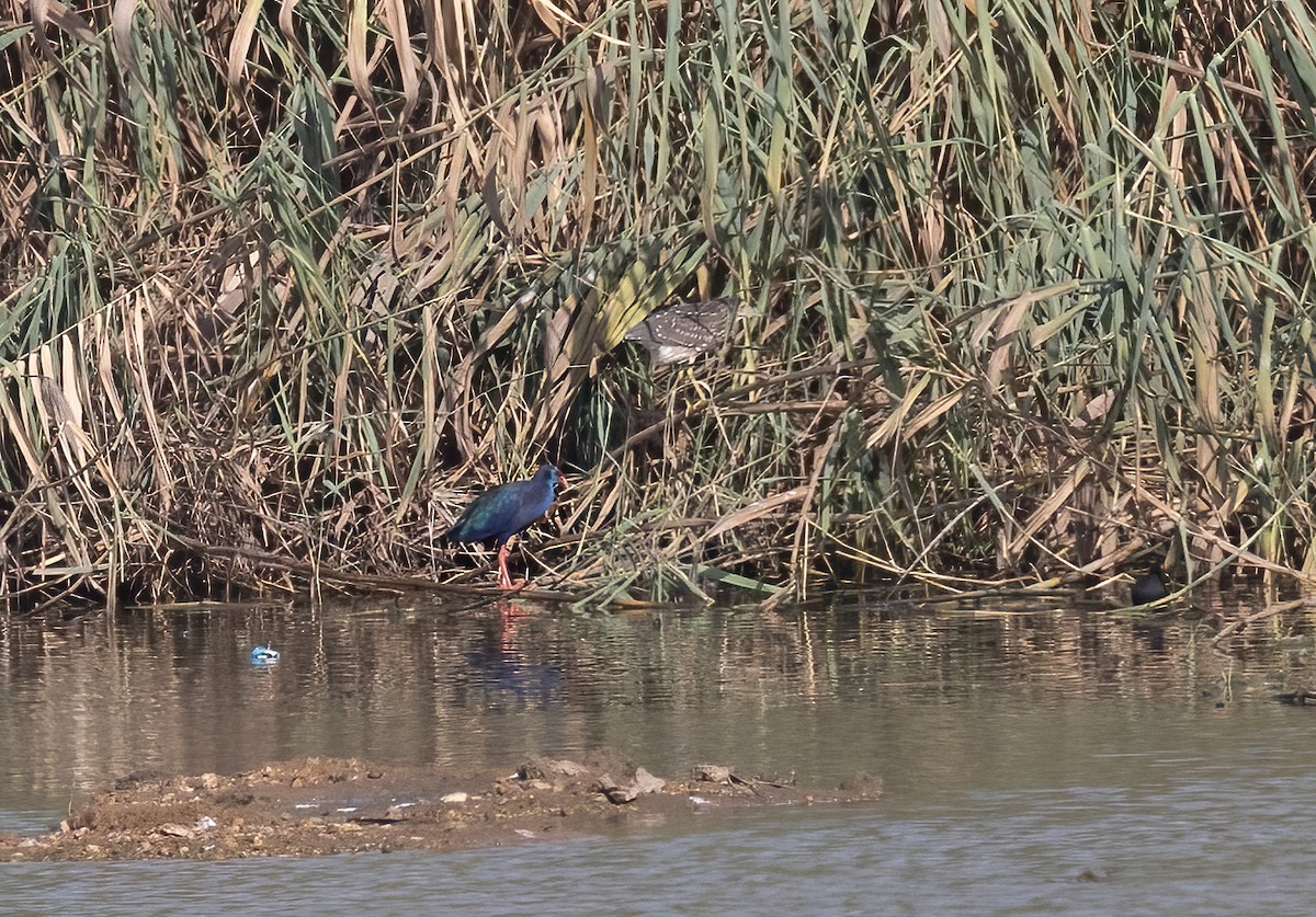 פורפיריה כחולה - ML641327679