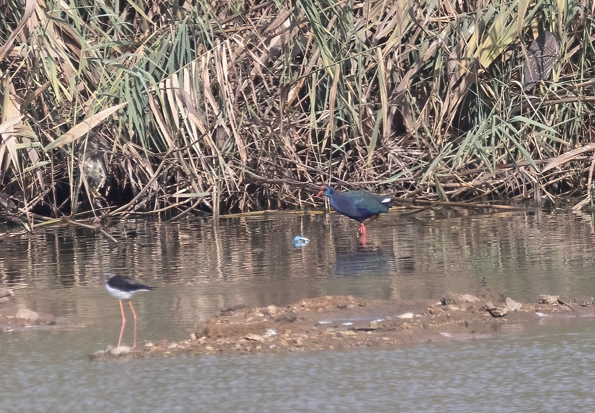 פורפיריה כחולה - ML641327680