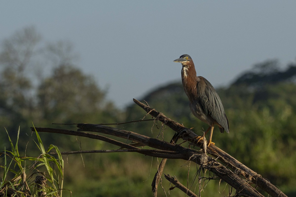 Green Heron - ML641327681