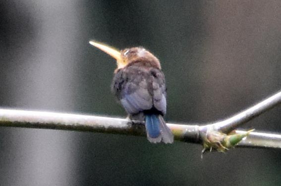 White-throated Jacamar - ML641327699