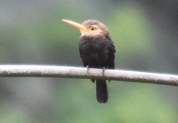White-throated Jacamar - ML641327700