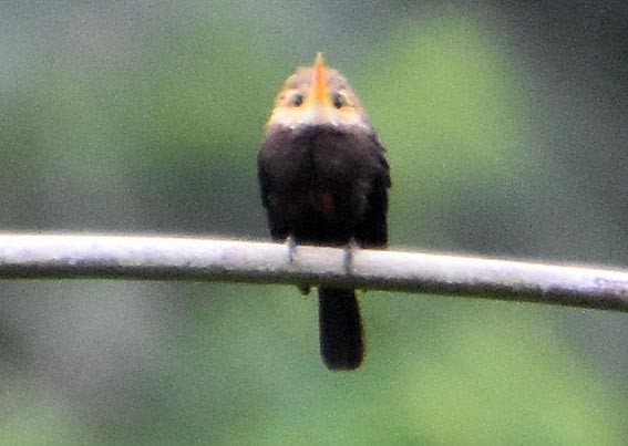 White-throated Jacamar - ML641327702