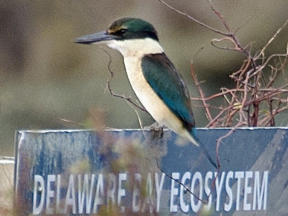 Sacred Kingfisher (New Zealand) - ML641327734