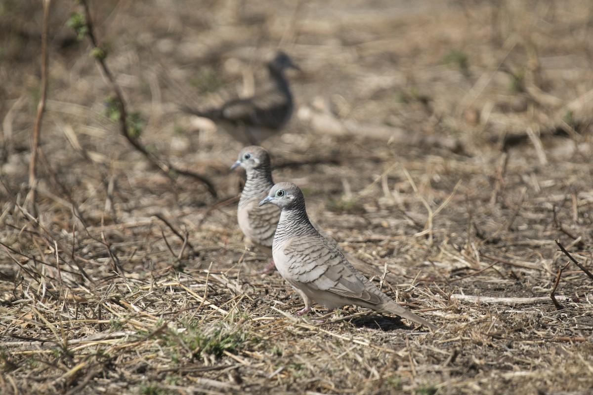 Friedenstäubchen - ML641327757