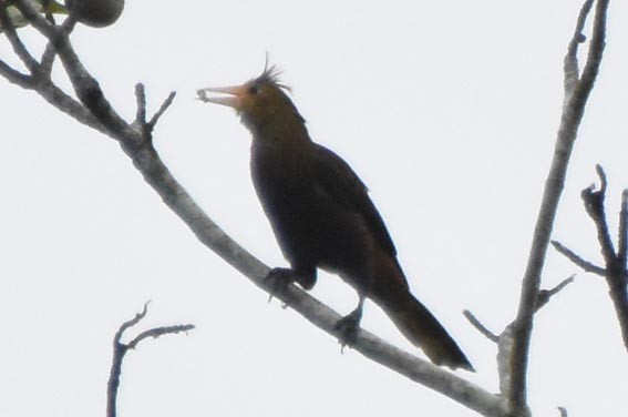 Russet-backed Oropendola - ML641327766