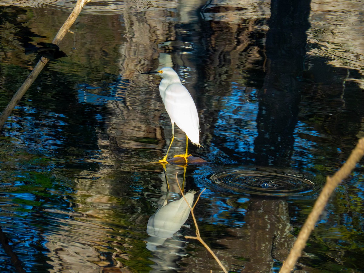 Snowy Egret - ML641327768