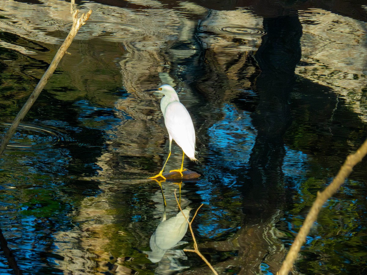 Snowy Egret - ML641327769