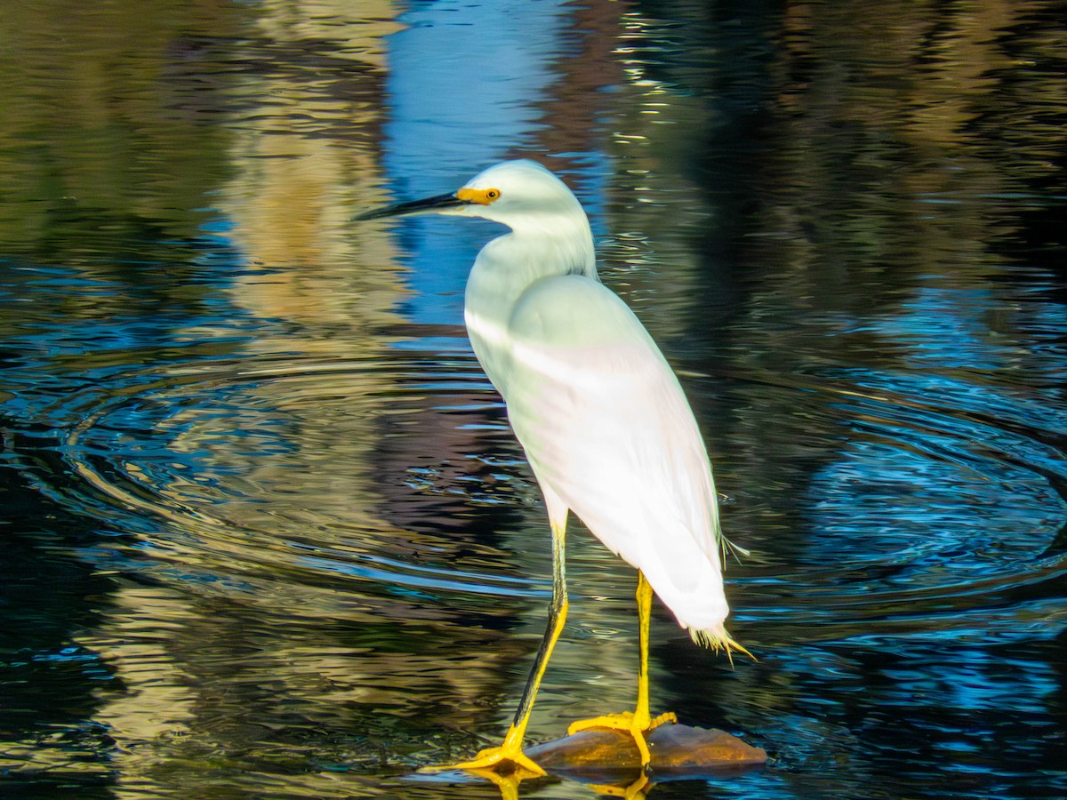 Snowy Egret - ML641327770