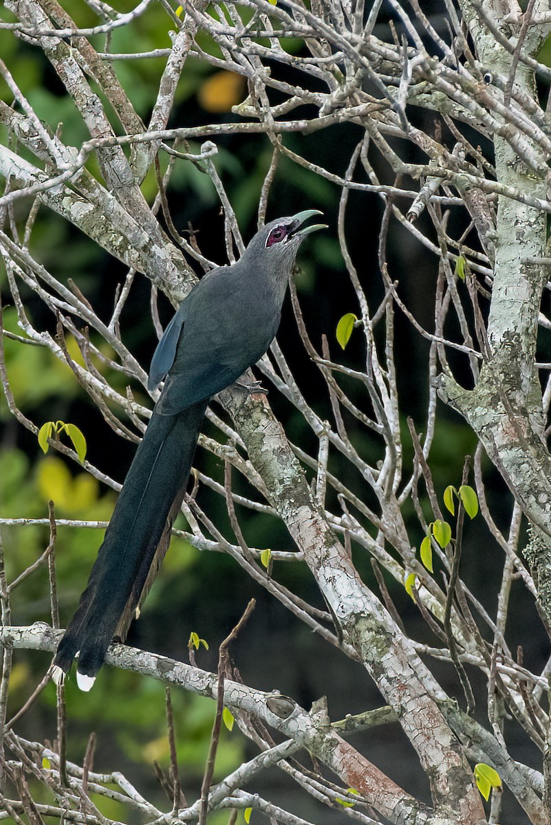 Malcoha sombre - ML641327876