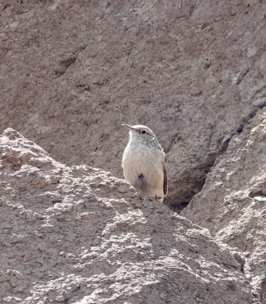 Rock Wren - ML641327911