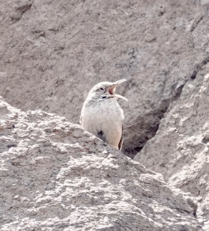 Rock Wren - ML641327912