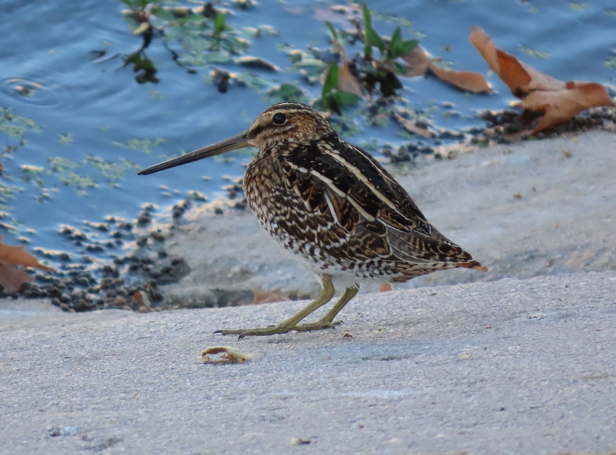 Wilson's Snipe - ML641327965
