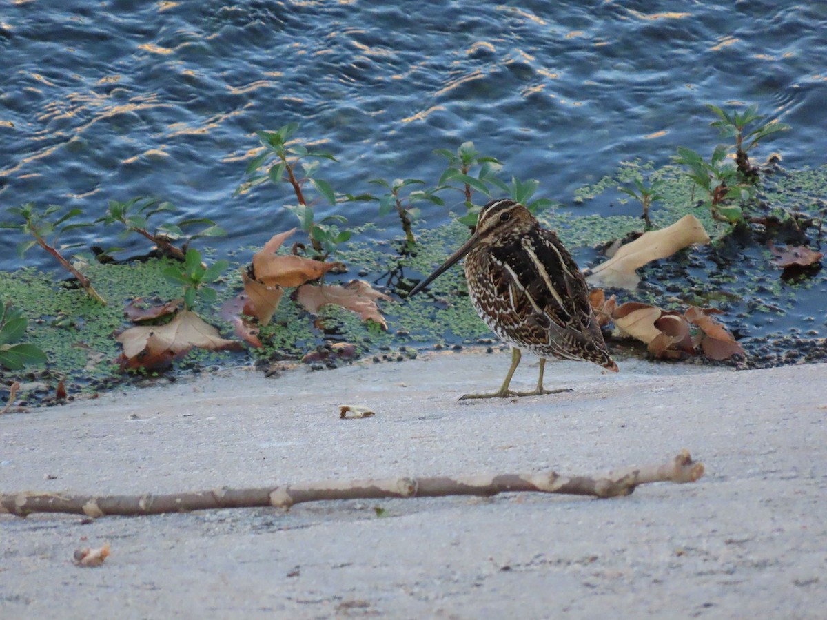 Wilson's Snipe - ML641327966