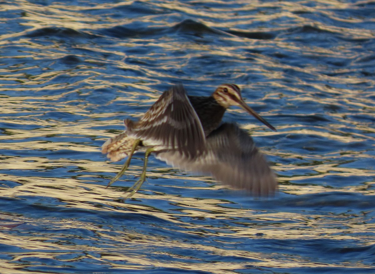 Wilson's Snipe - ML641327967
