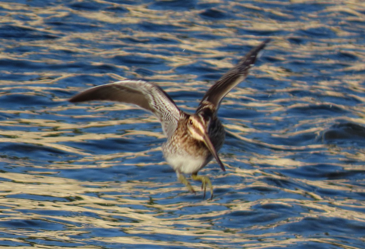 Wilson's Snipe - ML641327968