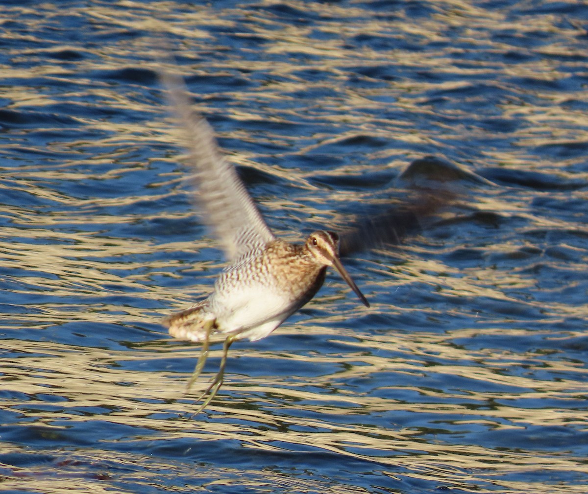 Wilson's Snipe - ML641327971