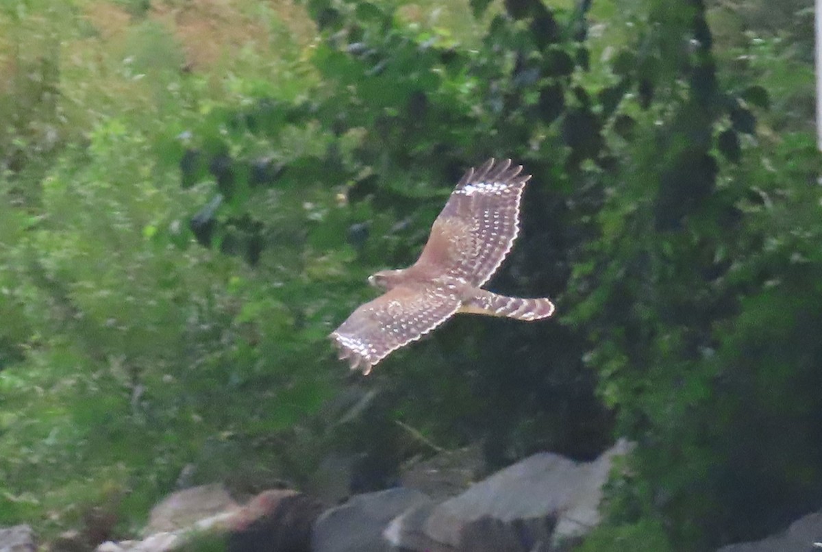 Red-shouldered Hawk (elegans) - ML641327992