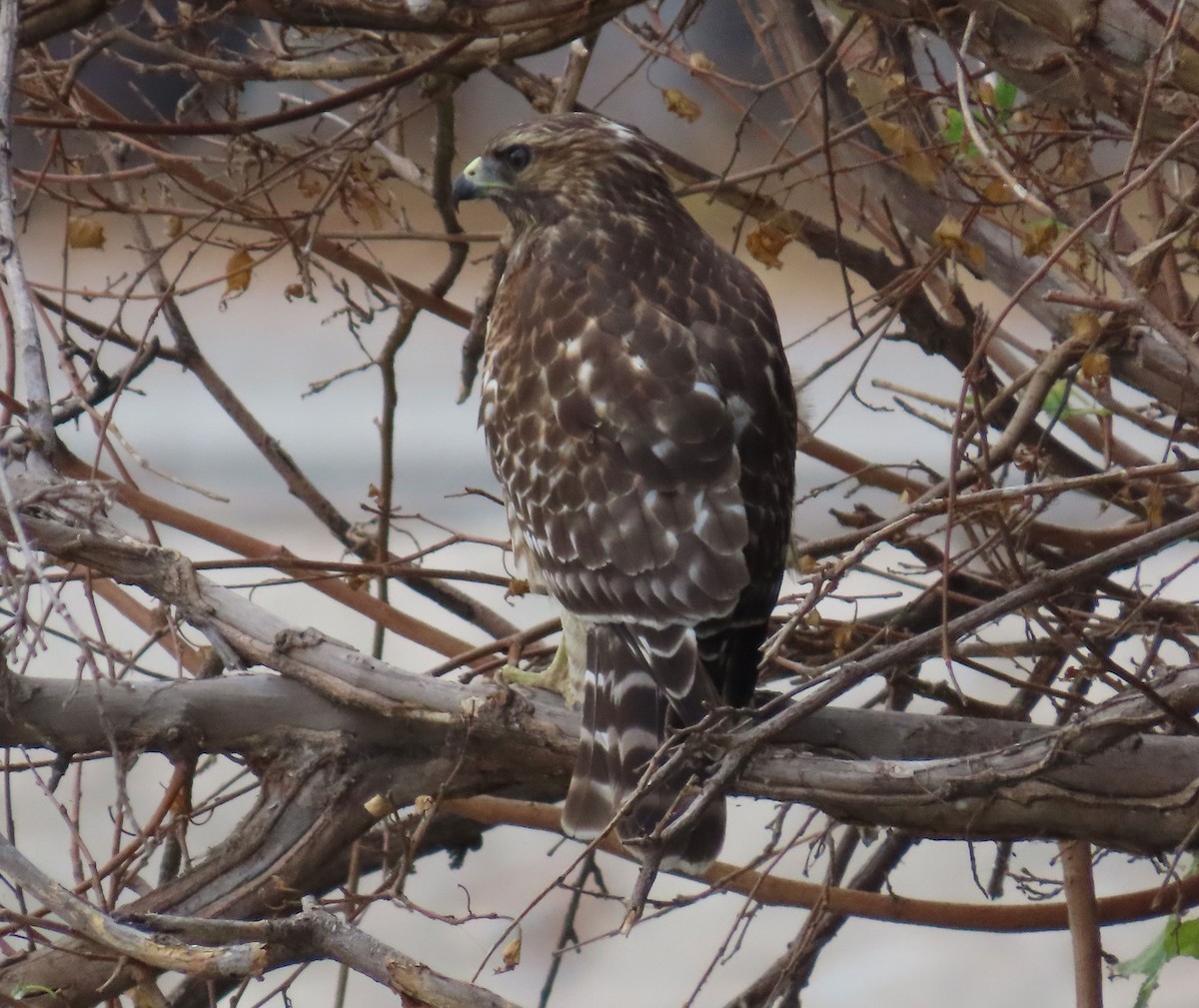 Red-shouldered Hawk (elegans) - ML641327994