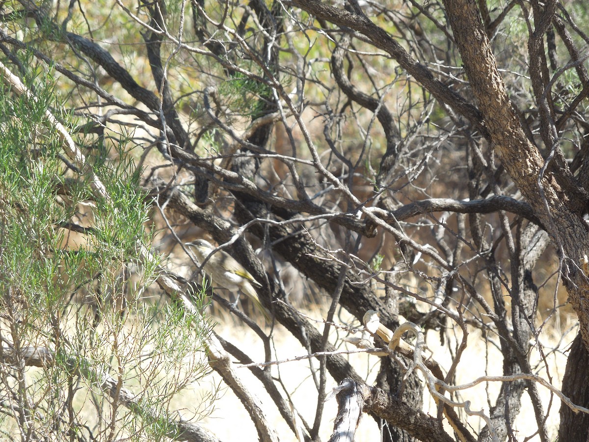 Singing Honeyeater - ML641327996